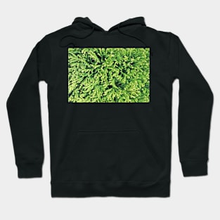 Spruce Tree Needles Hoodie